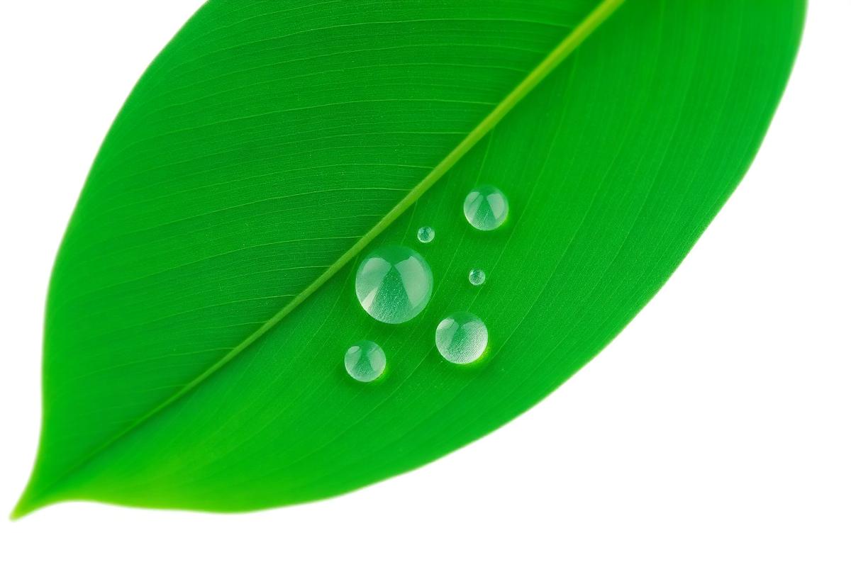 Fresh leaf with morning dew — the inspiration behind Dew Clean